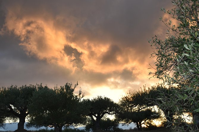 Olive Oil Tasting Tour - Who this olive oil tasting is best for