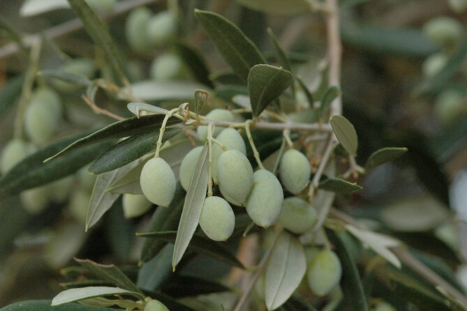Olive Oil Tasting Tour - Should you book this Koronekes olive oil tasting tour?