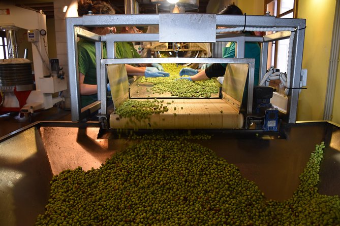 Olive Oil Tasting Tour - The Koronekes olive mill walkthrough: First Cold Pressed vs centrifuge cold extraction