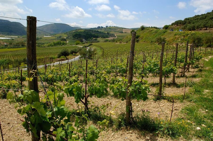 Premium Crete Olive oil tasting, Wine, Raki and Cretan food! - Key things I would pencil into your day