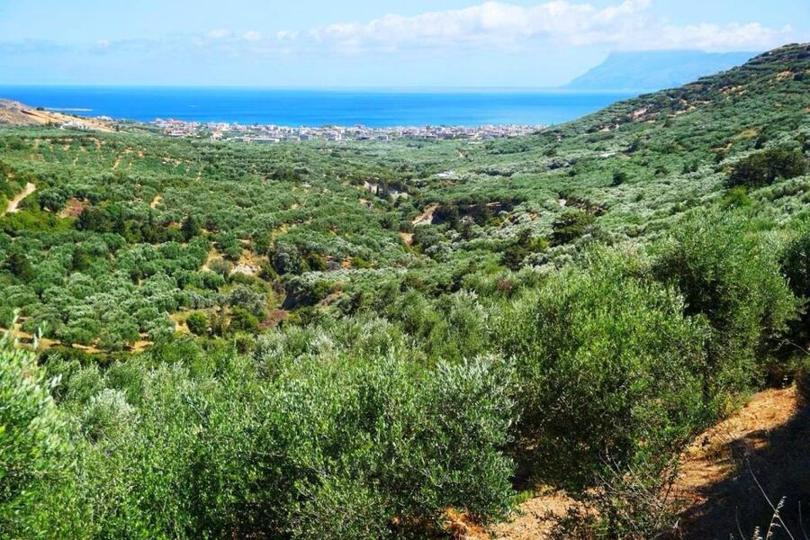 Premium Crete Olive oil tasting, Wine, Raki and Cretan food! - Skalani Olive Oil Mill: Breakfast, Facilities Tour, and Pure Virgin Olive Oil Tasting