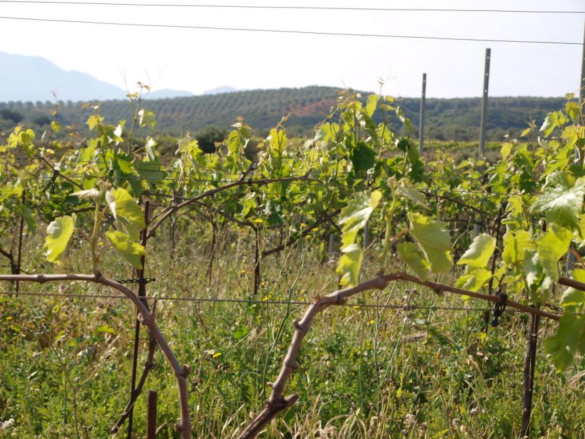 Private Exclusive Manousakis Winery and Vineyard Tour - Inside Manousakis: Guided Winery Visit, Five Wines, and Lunch