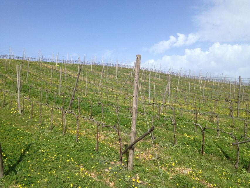 Private Exclusive Manousakis Winery and Vineyard Tour - Price and Value: What $565 Is Buying You