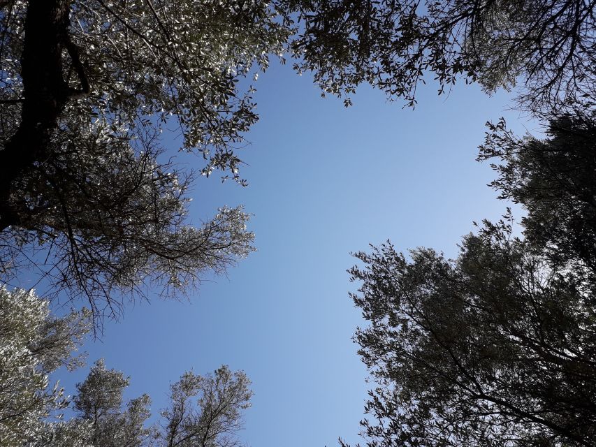 Rethymno: Olive Oil Tasting with Cretan Food Pairing - Olive Oil Tasting in a 2,000-Year-Old Grove: What You’re Really Getting