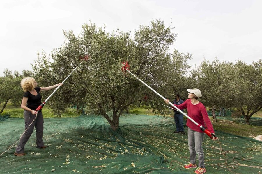 Rethymno: Olive Oil Tasting with Cretan Food Pairing - The Olive Grove Walk: Shade, Stories, and the Gethsemane Garden