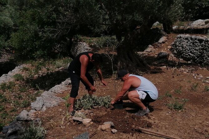 Rethymnon Olive Tree Sponsorship Protect and Plant Tour - Learning while you do: what the team shares at the grove