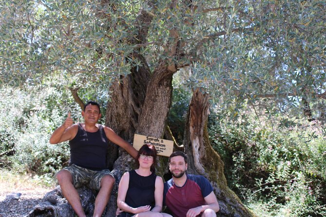 Rethymnon Olive Tree Sponsorship Protect and Plant Tour - Price and value for an experience that includes a real tree ritual