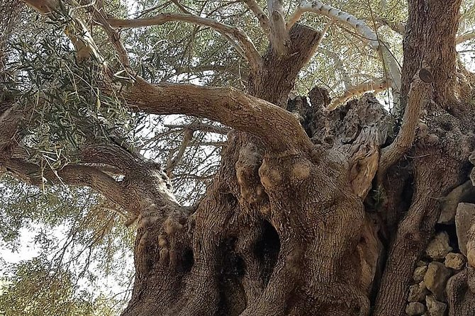 Richtis Waterfall, History, Azoria, OliveTasting, NorthCoast - A 4x4 countryside day that connects swimming, olives, and ancient Crete