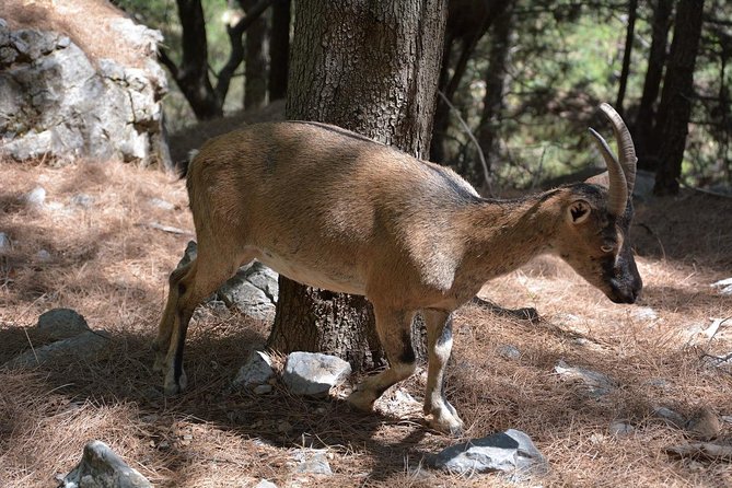 Samaria Gorge Hike - Pace, legs, and the honest feeling of a long rocky day