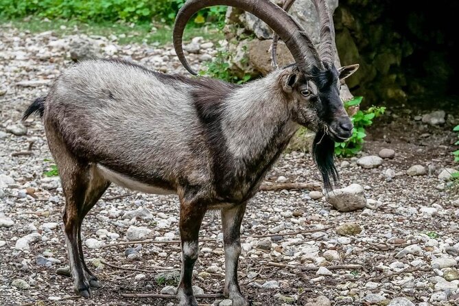 Samaria Gorge Hiking from Chania with Professional Hiking Guide - Why this Samaria Gorge hike from Chania feels like more than a day trip