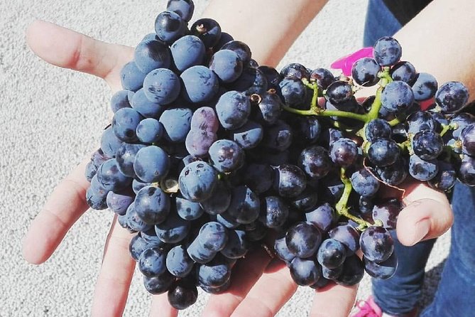 Semi-Private Wine Discovery Tour in Chania - Snack Plate Pairings, What You’ll Taste With Your Wine