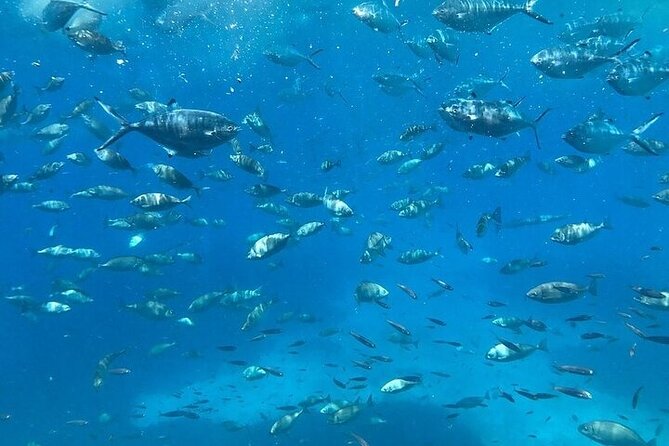 Semi-Submarine Tour from Agios Nikolaos - Who this tour fits best, and who should rethink it