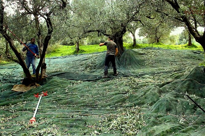 Small-Group Honey & Extra Virgin Olive Oil Tasting Tour in Crete - First stop: Idiosmos in Pervolakia and the feel of a working family place