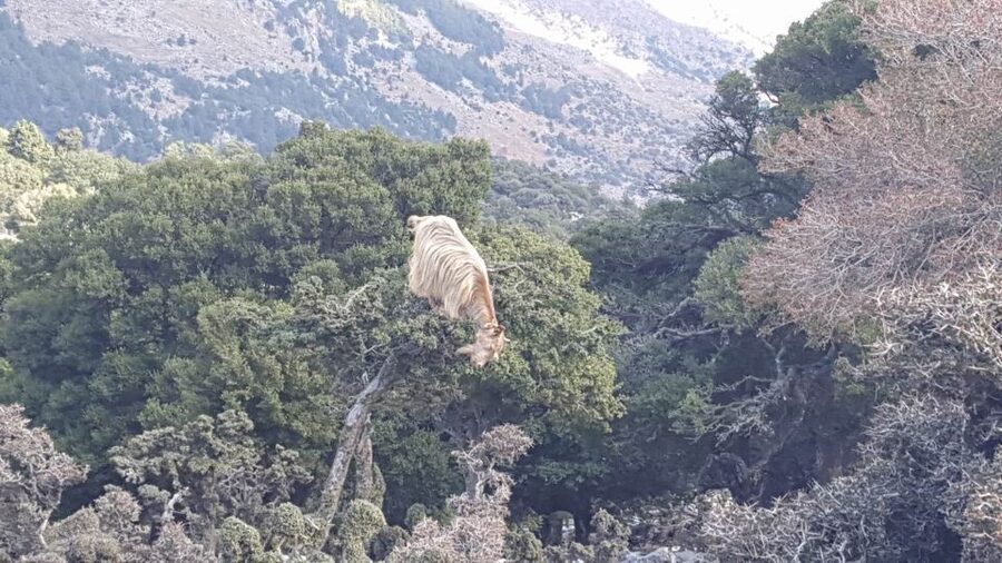 South Crete: Sarakinas Gorge Hike, Swim & Jeep Safari - Who This Tour Fits Best (And Who Might Want to Skip It)