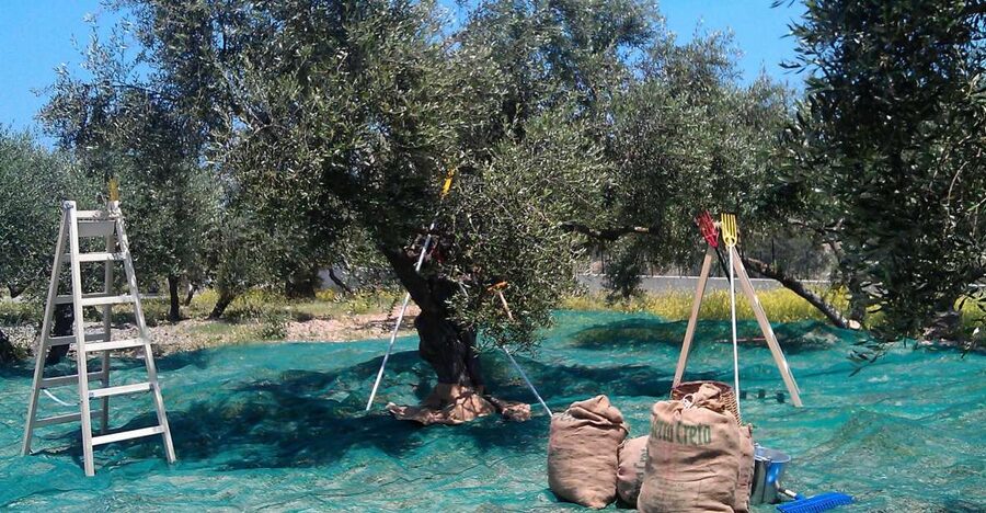 The Terra Creta Olive Oil Experience Tour - October to February only: the seasonal reality of an olive mill